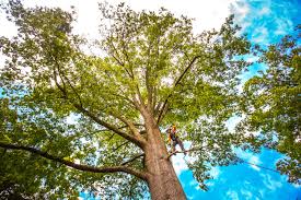 Best Tree Disease Treatment  in Metairie, LA