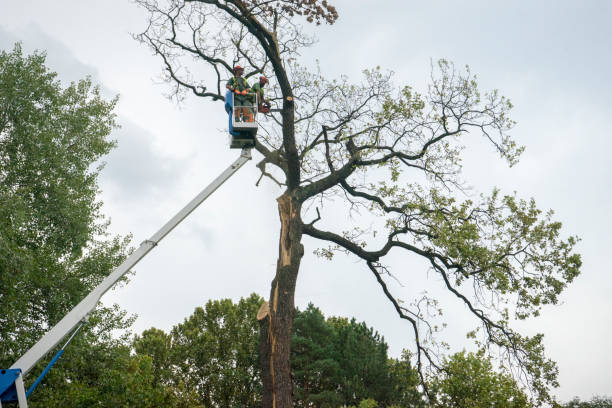 Professional Tree Services in Metairie, LA