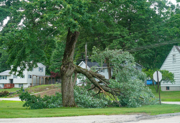 Leaf Removal in Metairie, LA