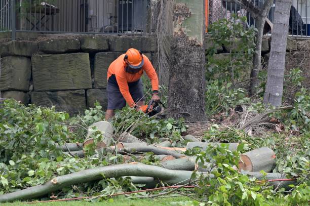 Best Firewood Processing and Delivery  in Metairie, LA